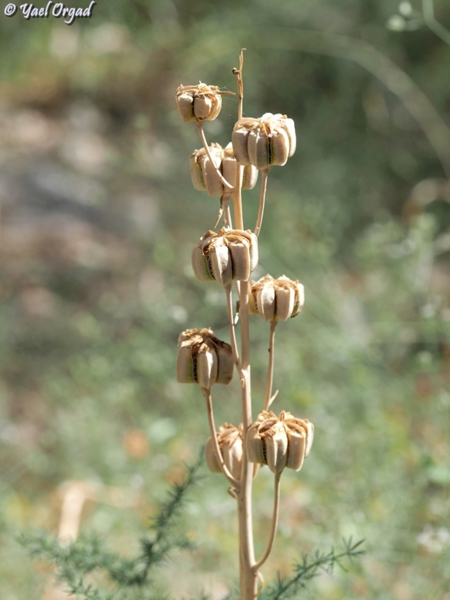 Fritillaria persica  Fritillaria persica,Geotagged,Israel,Sand Fritillary,Spring