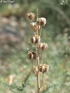 Fritillaria persica  Fritillaria persica,Geotagged,Israel,Sand Fritillary,Spring