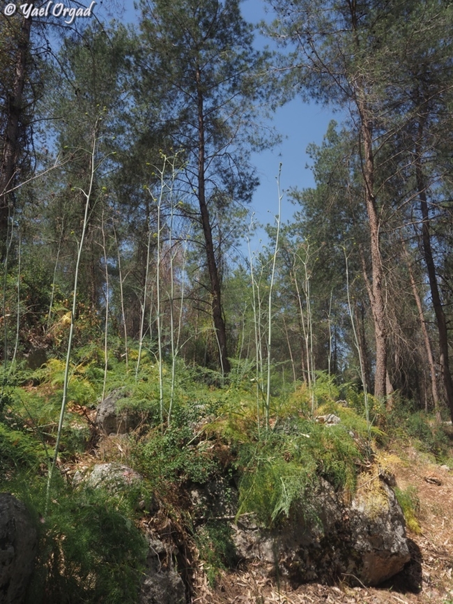 Ferula tingitana  Ferula tingitana,Geotagged,Giant Tangier Fennel,Israel,Spring