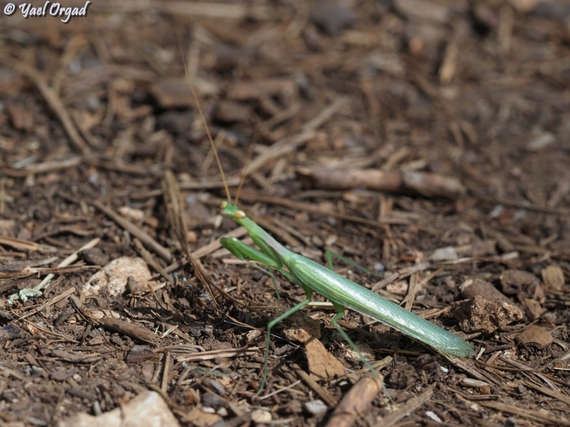 Miomantis paykullii  Geotagged,Israel,Miomantis paykullii,Spring
