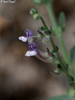 Scutellaria brevibracteata  Geotagged,Israel,Scutellaria brevibracteata,Spring