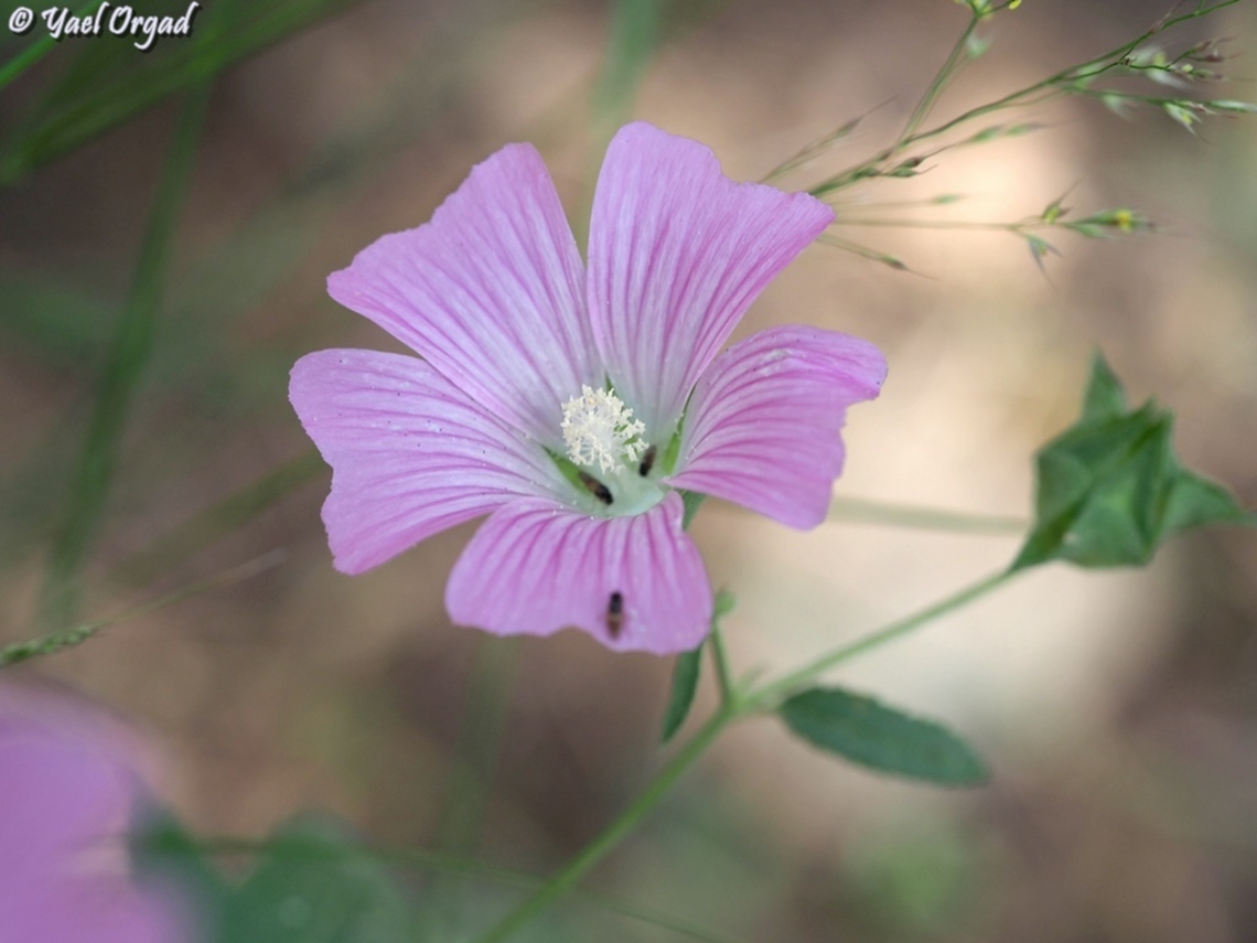 Malva punctata  Geotagged,Israel,Malva punctata,Spring