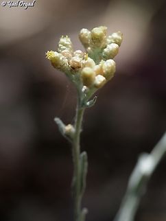 Helichrysum sanguineum a hypochromic one: flowers' bracts are yellow and not red. Helichrysum sanguineum,Red Everlasting