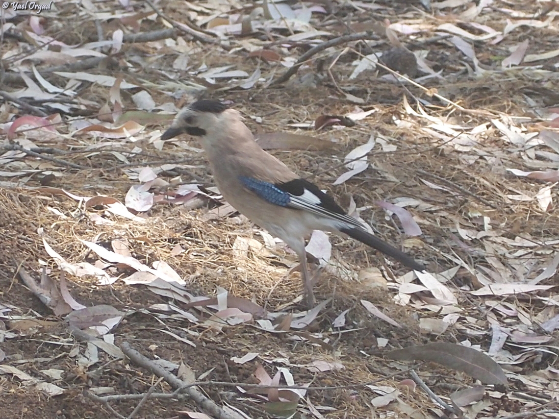 Garrulus glandarius  Eurasian Jay,Garrulus glandarius,Geotagged,Israel,Spring