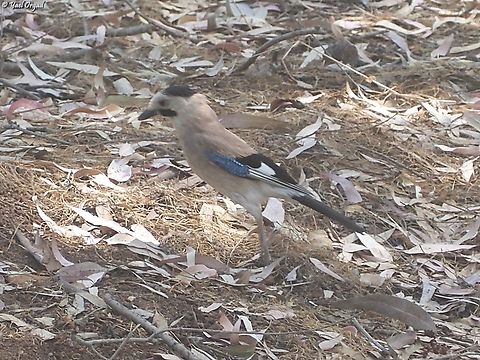 Garrulus glandarius  Eurasian Jay,Garrulus glandarius,Geotagged,Israel,Spring
