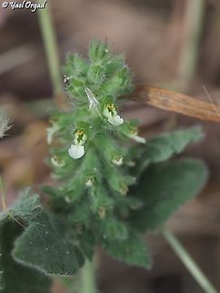 Teucrium lamiifolium  Geotagged,Israel,Spring,Teucrium lamiifolium