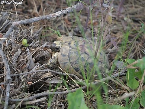 Testudo graeca  Geotagged,Greek tortoise,Israel,Spring,Testudo graeca