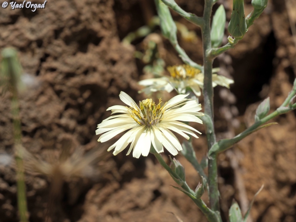 Lactuca tuberosa  Geotagged,Lactuca tuberosa,Spring