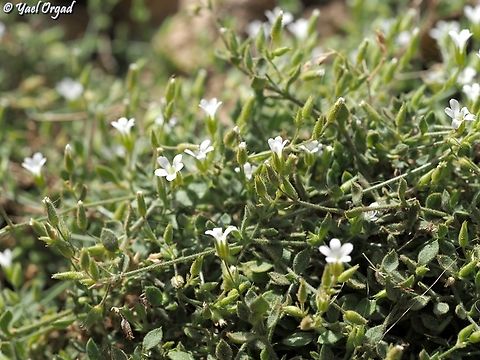 Arenaria cassia  Arenaria cassia,Geotagged,Spring