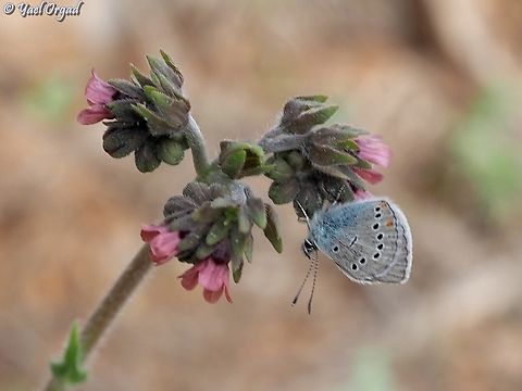 Cyaniris semiargus antiochena  Geotagged,Mazarine blue,Polyommatus semiargus,Spring