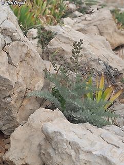 Biebersteinia multifida  Biebersteinia multifida,Geotagged,Spring