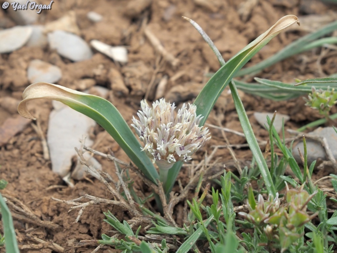 Allium libani  Allium libani,Geotagged,Lebanese garlic,Spring
