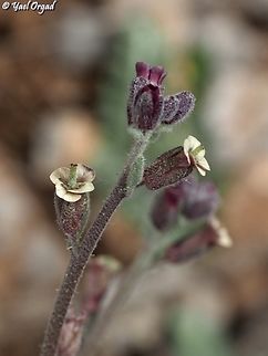 Anchonium billardierei  Anchonium billardierei,Geotagged,Spring