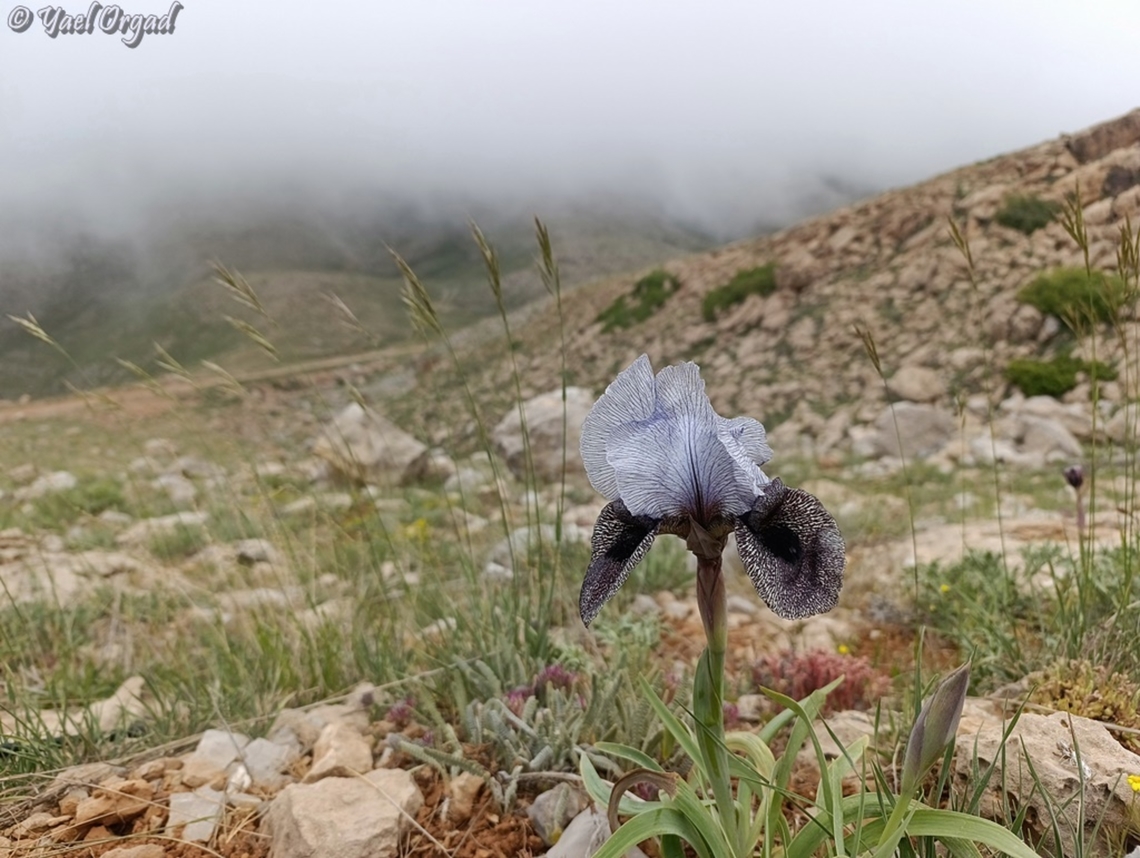 Iris westii  Iris westii