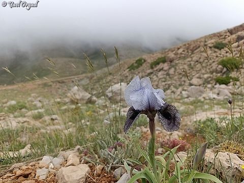 Iris westii  Iris westii