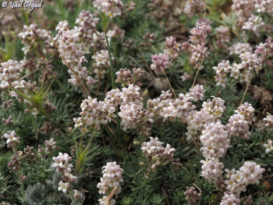 Galium incanum  Galium incanum