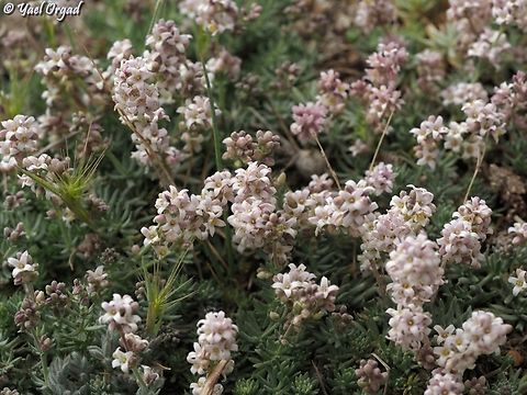 Galium incanum  Galium incanum