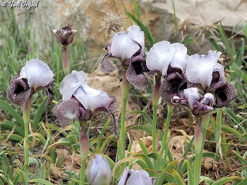 Iris westii  Geotagged,Iris westii,Spring