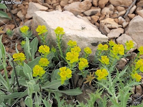 Euphorbia antilibanotica  Euphorbia antilibanotica