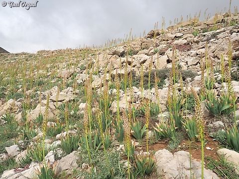 Eremurus spectabilis  Eremurus spectabilis,Geotagged,Spring