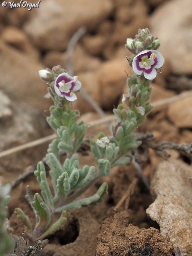 Veronica polifolia  Veronica polifolia