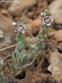 Veronica polifolia  Veronica polifolia