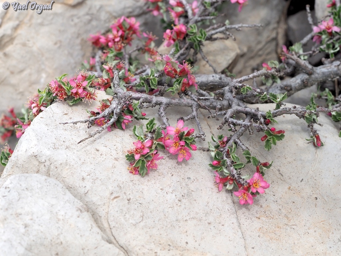 Prunus prostrata  Geotagged,Mountain Cherry,Prunus prostrata,Spring