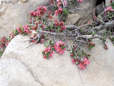 Prunus prostrata  Geotagged,Mountain Cherry,Prunus prostrata,Spring