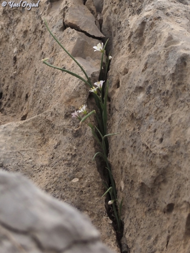 Gagea libanotica  Gagea libanotica,Geotagged,Spring