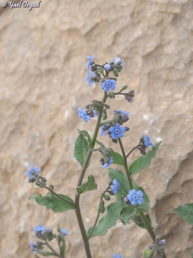 Brunnera orientalis  Brunnera orientalis,Geotagged,Spring