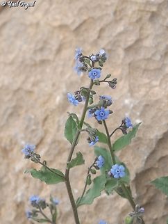 Brunnera orientalis  Brunnera orientalis,Geotagged,Spring