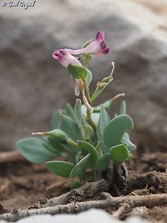 Corydalis erdelii  Corydalis erdelii