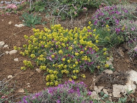 Cruciata taurica  Cruciata taurica