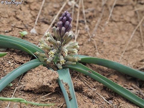 Bellevalia hermonis  Bellevalia hermonis,Geotagged,Spring
