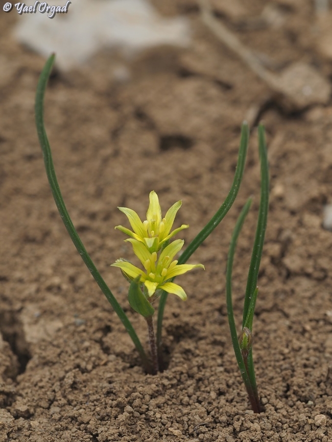 Gagea micrantha  Gagea micrantha