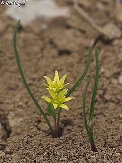 Gagea micrantha  Gagea micrantha