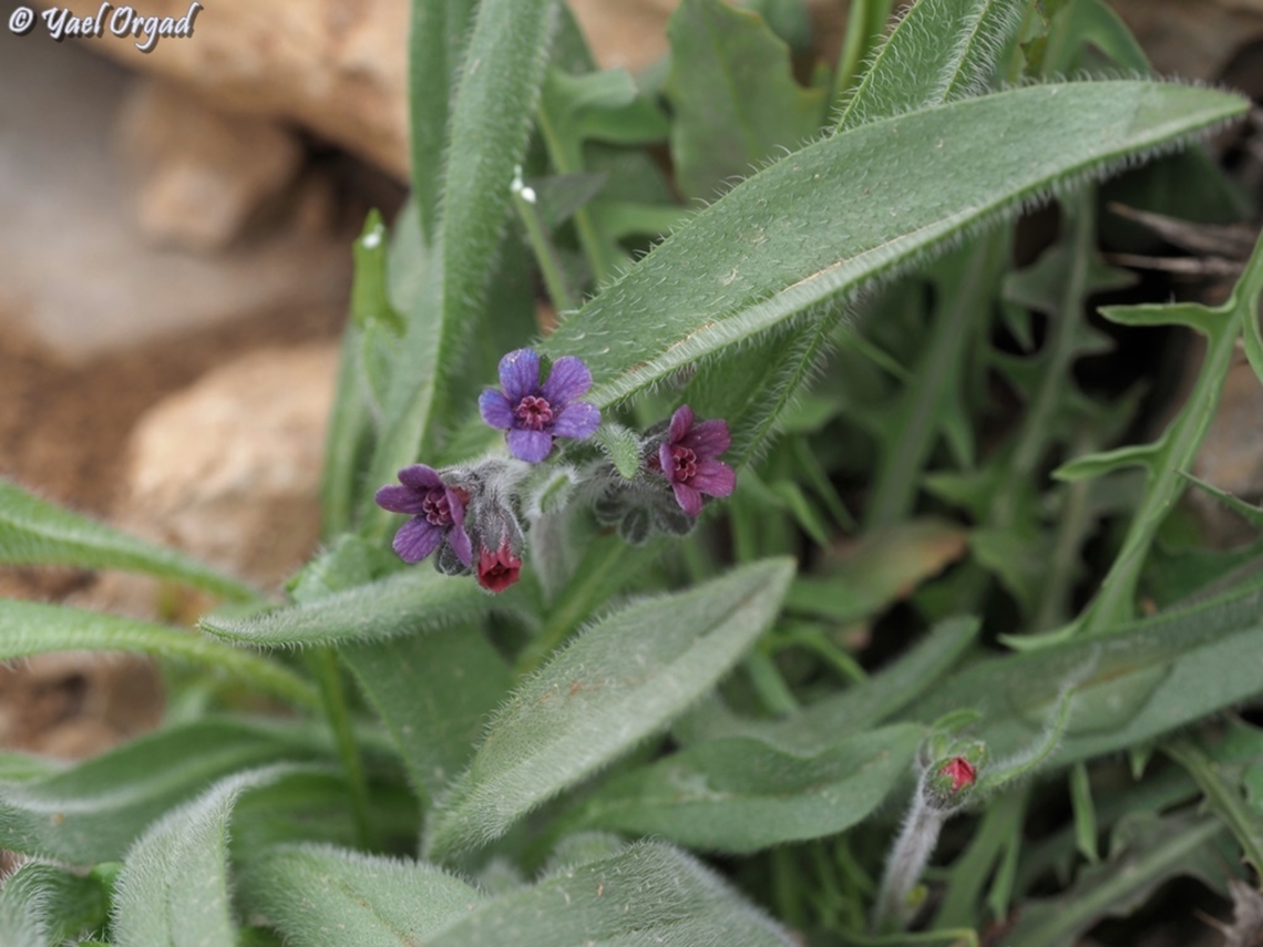Mattiastrum lithospermifolium  Mattiastrum lithospermifolium