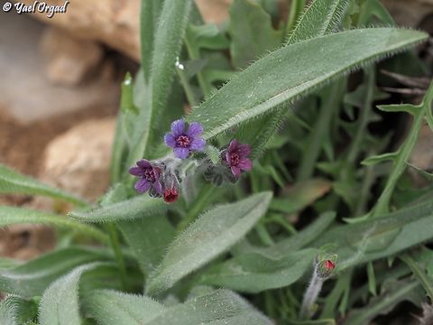 Mattiastrum lithospermifolium  Mattiastrum lithospermifolium
