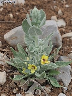 Verbascum damascenum  Verbascum damascenum
