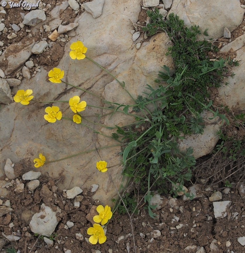 Ranunculus demissus  Ranunculus demissus,Snow Buttercup