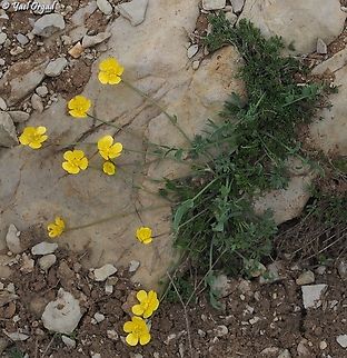 Ranunculus demissus  Ranunculus demissus,Snow Buttercup