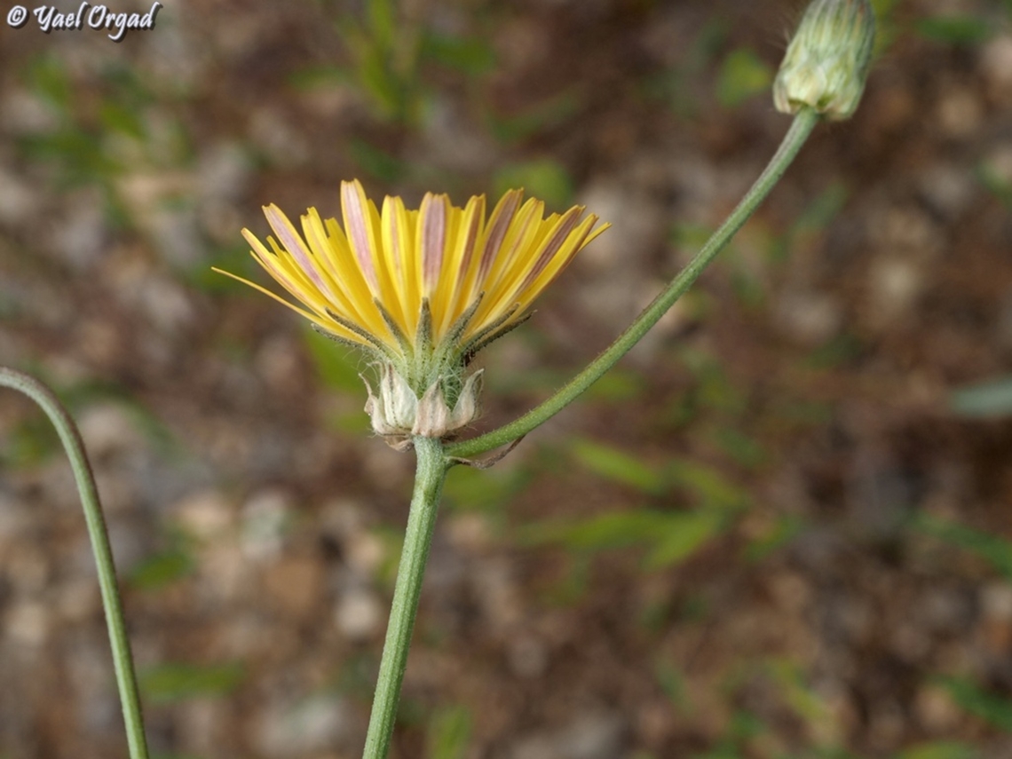 Crepis syriaca  Crepis syriaca