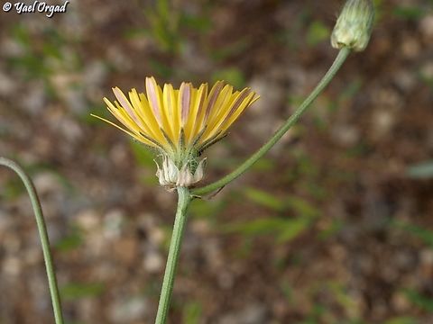 Crepis syriaca  Crepis syriaca