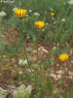 Crepis syriaca  Crepis syriaca,Geotagged,Spring