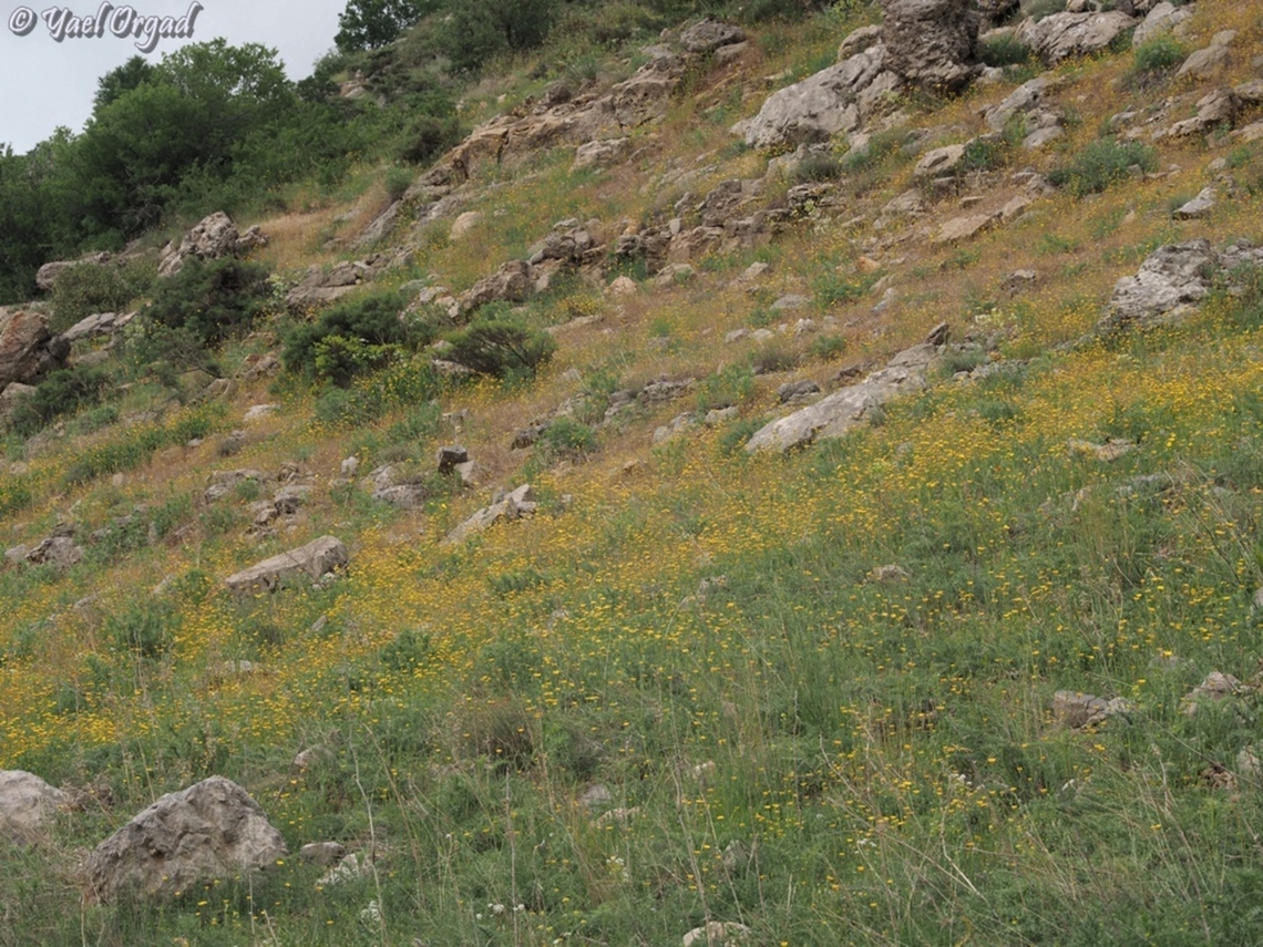 Crepis syriaca  Crepis syriaca,Geotagged,Spring