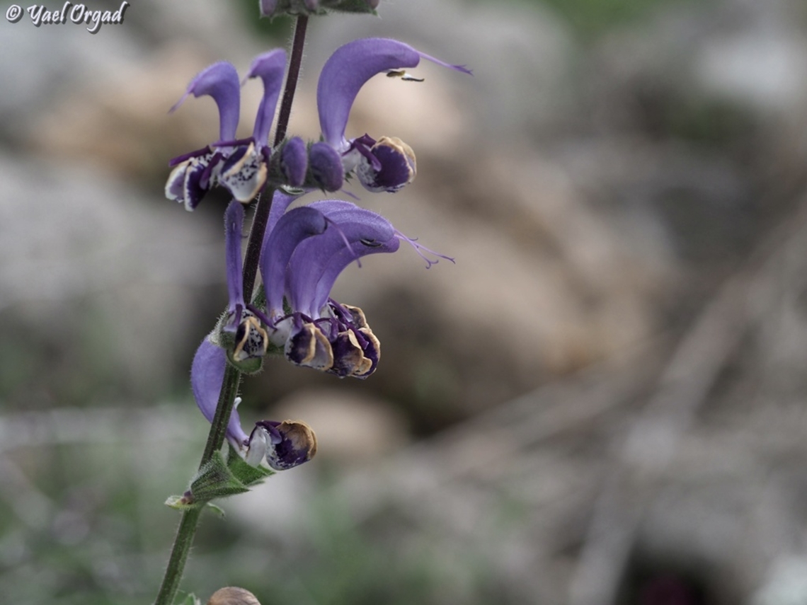 Salvia indica  Geotagged,Salvia indica,Spring