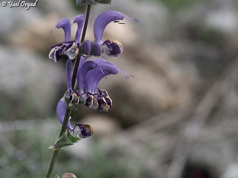 Salvia indica  Geotagged,Salvia indica,Spring