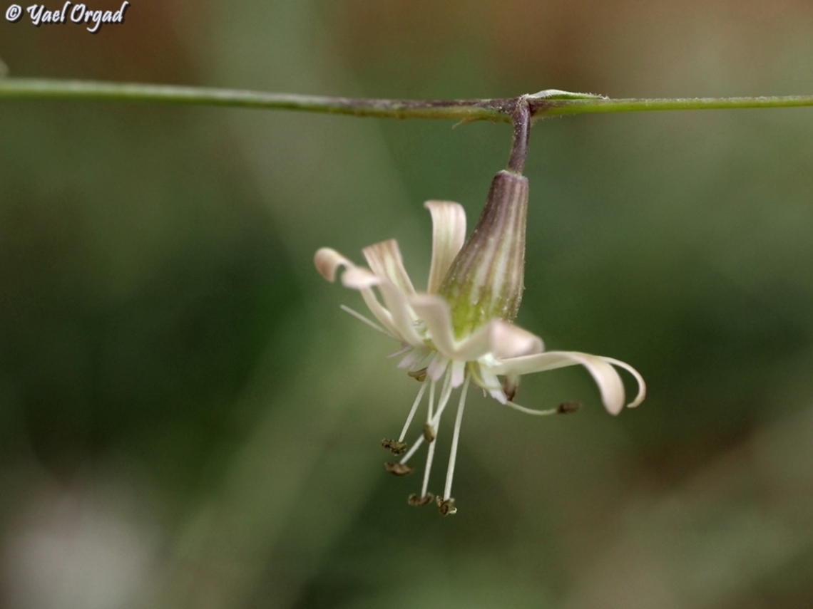 Silene longipetala  Silene longipetala