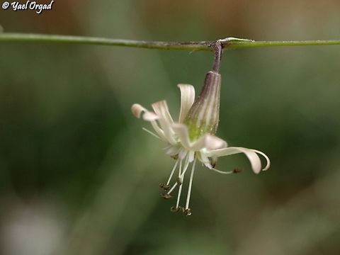 Silene longipetala  Silene longipetala