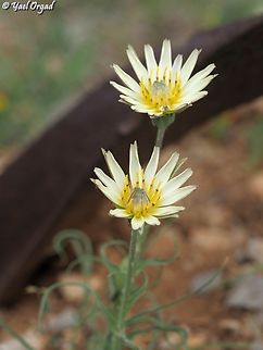 Tragopogon buphthalmoides  Geotagged,Spring,Tragopogon buphthalmoides